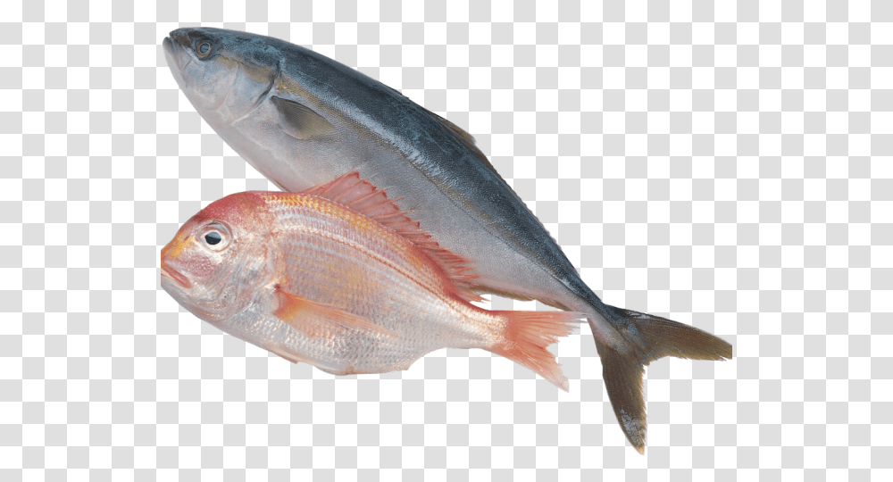Sardine Clipart Fich Sea Fish, Animal, Bird, Carp, Coho Transparent Png