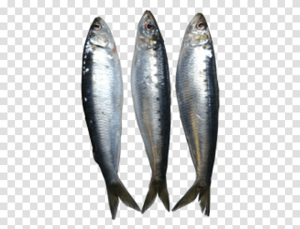Sardine Clipart Sardines, Herring, Sea Life, Fish, Animal Transparent Png