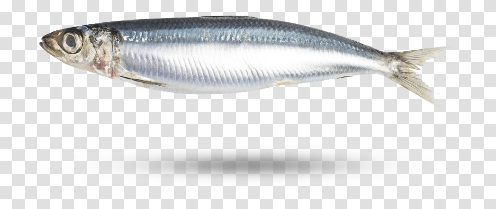 Sardine, Fish, Animal, Herring, Sea Life Transparent Png