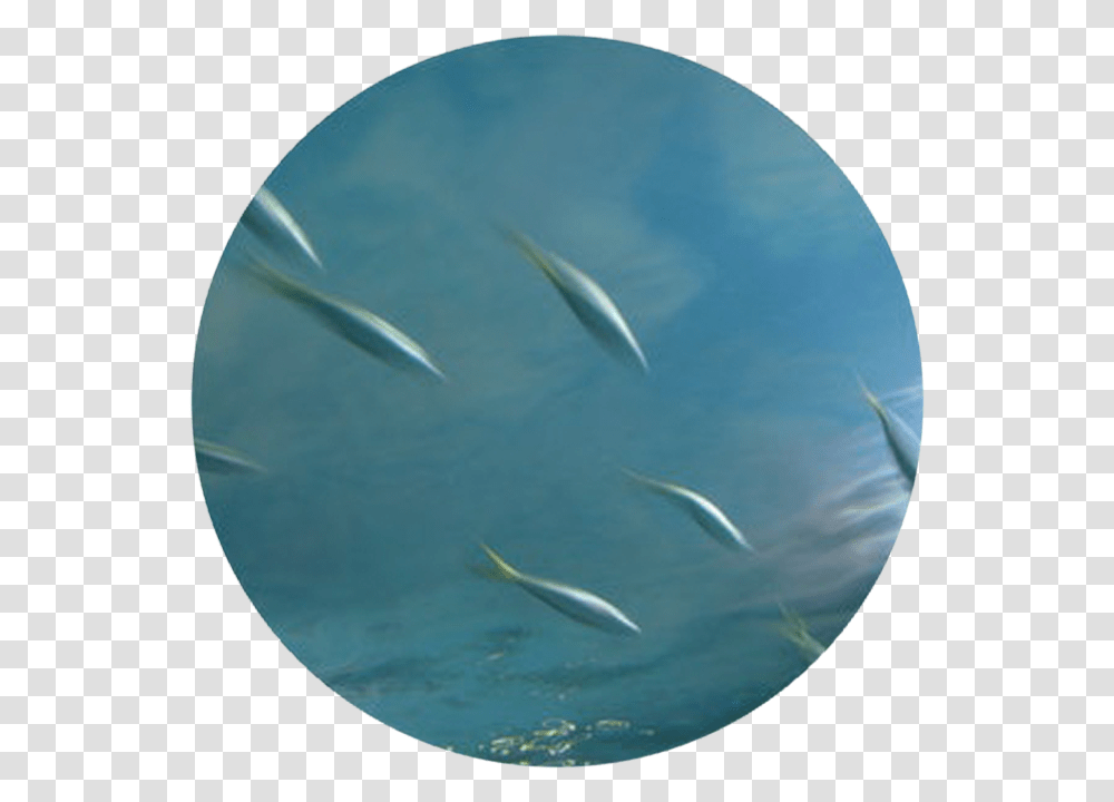 Sardine, Water, Sea Life, Animal, Fish Transparent Png