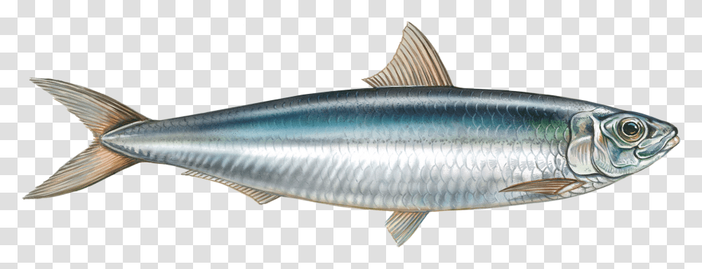 Sardines Fish, Herring, Sea Life, Animal, Mullet Fish Transparent Png