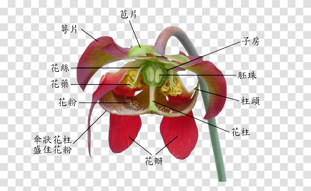 Sarracenia Flower Notitles In Chinese Style Of The Flower, Plant, Food, Sweets, Anther Transparent Png
