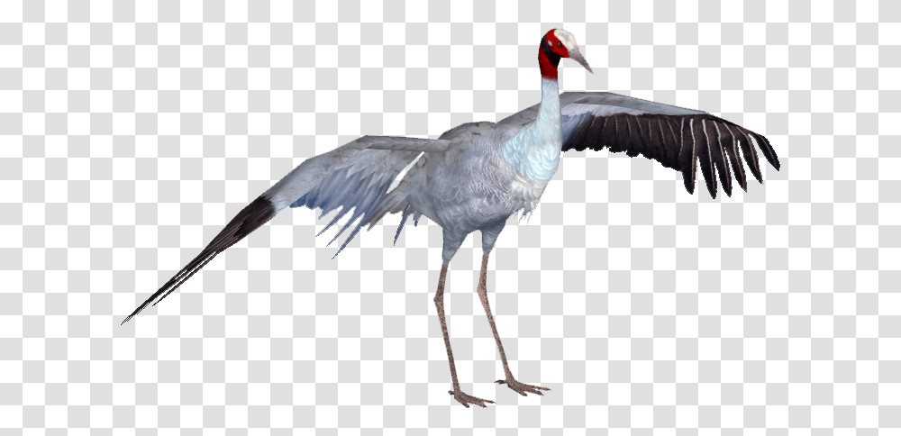 Sarus Crane Bird Image With No Crane Bird, Animal, Waterfowl, Stork, Flying Transparent Png