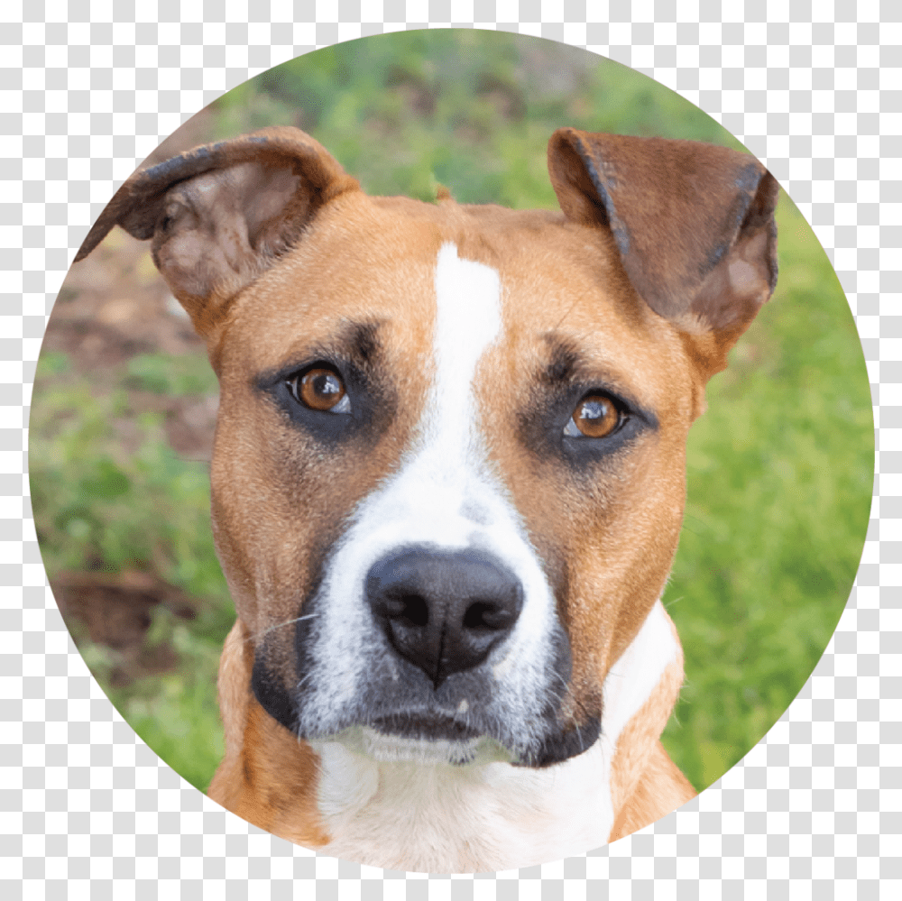 Satchel Companion Dog, Pet, Canine, Animal, Mammal Transparent Png