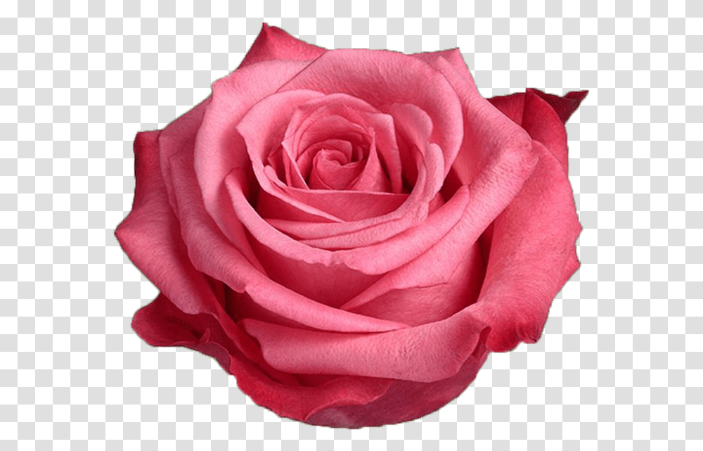 Satina Pink Rose Garden Roses, Flower, Plant, Blossom, Petal Transparent Png