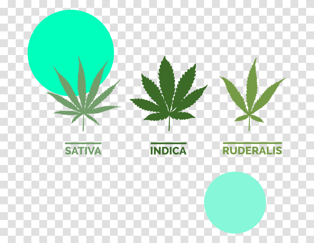 Sativa Indica And Ruderalis, Plant, Leaf, Weed, Hemp Transparent Png