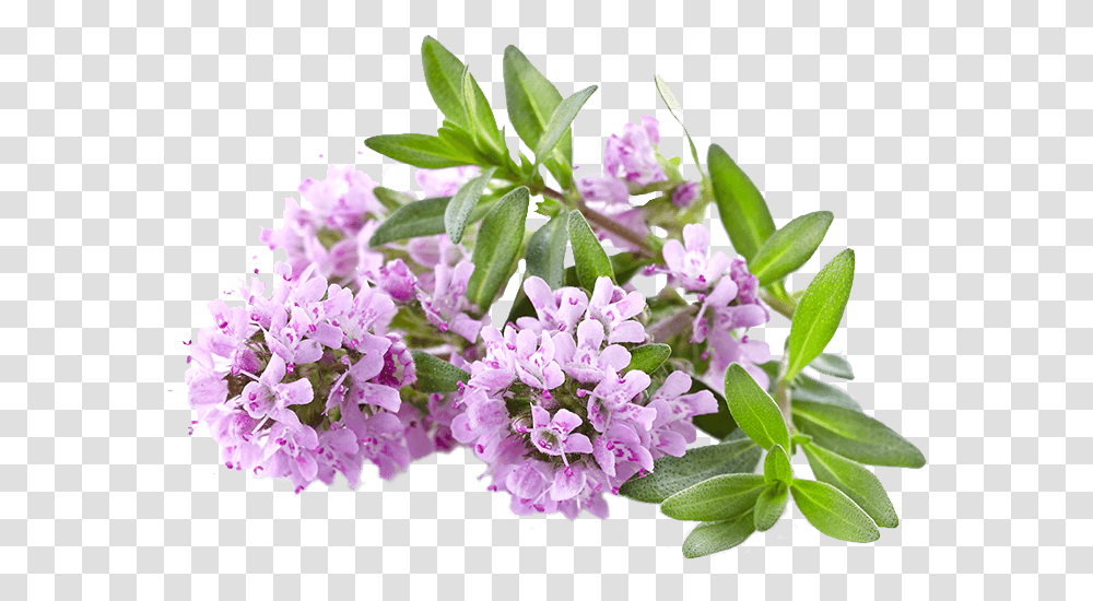Satureioides Thyme Thyme Flowers, Plant, Blossom, Lilac, Geranium Transparent Png