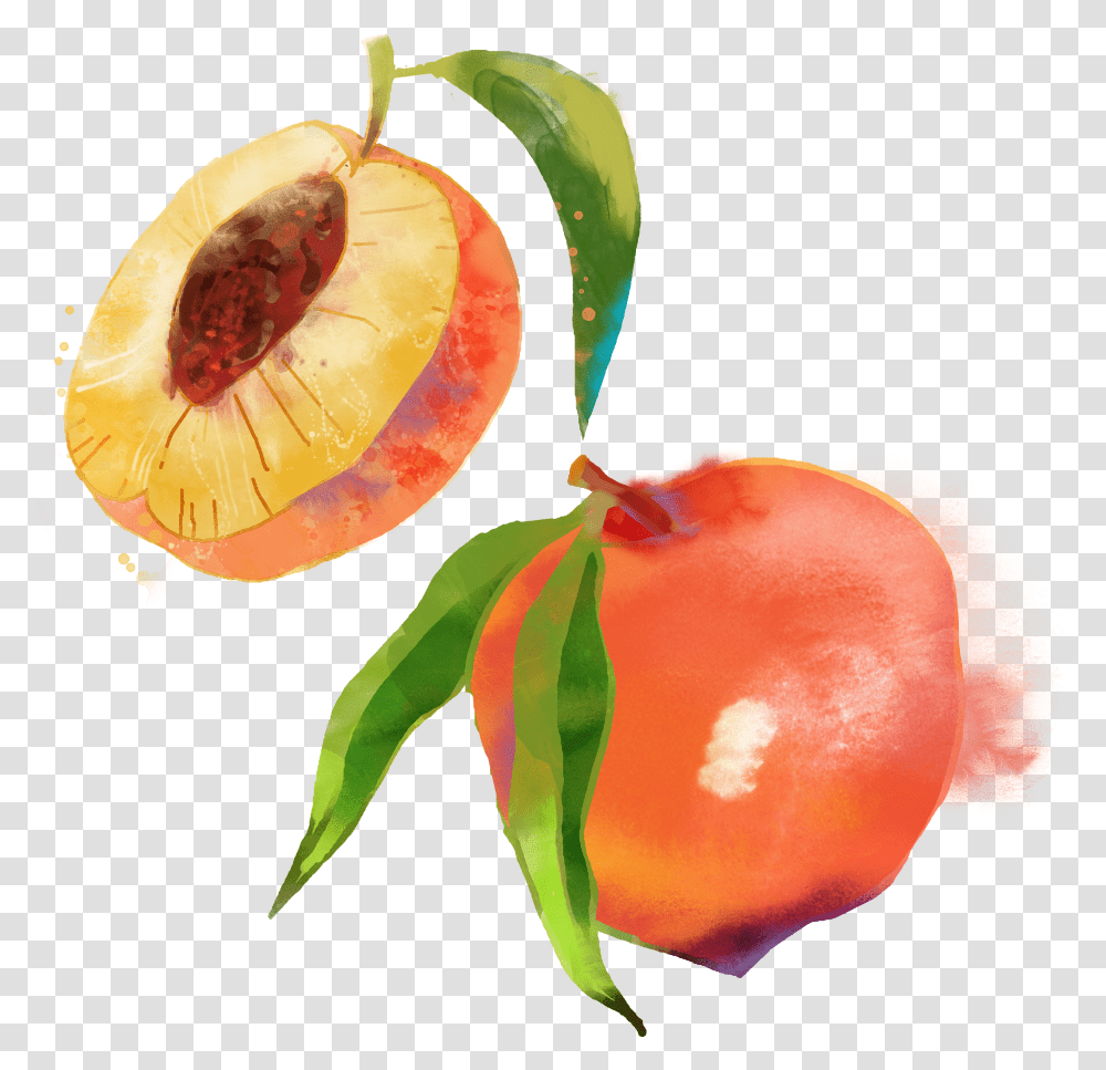 Saturn Peach Fruit Watercolor Painting Peach Fruit Watercolor Transparent Png
