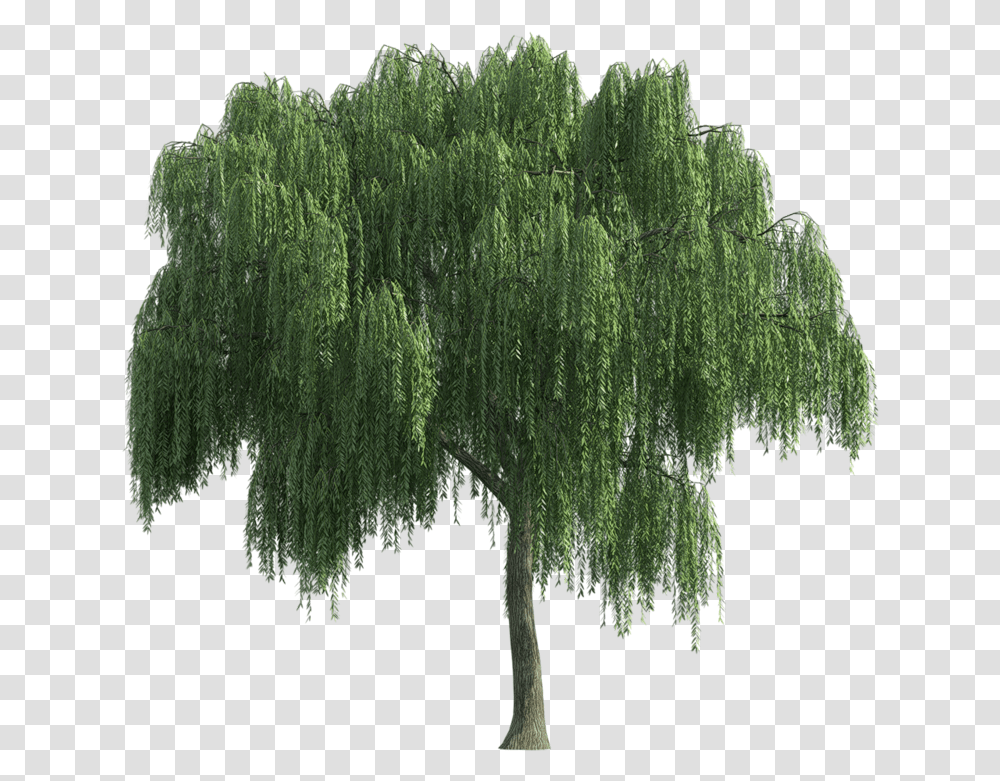 Sauce Lloron 1 Image Tree Weeping Willow, Plant Transparent Png
