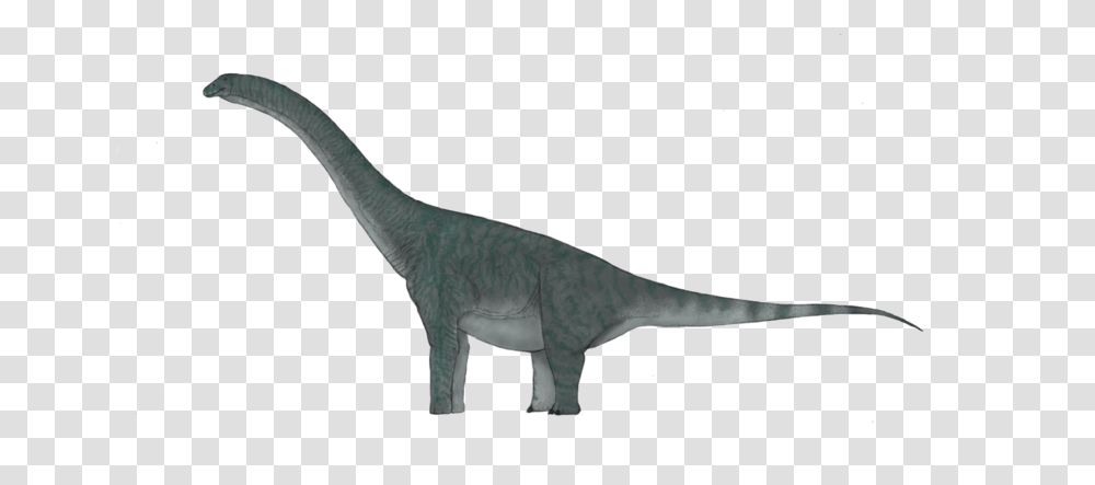 Sauropod Background Tyrannosaurus, Dinosaur, Reptile, Animal, T-Rex Transparent Png