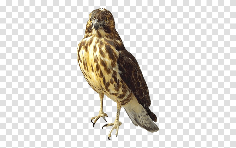 Savannah Sparrow Hawk, Bird, Animal, Buzzard, Accipiter Transparent Png