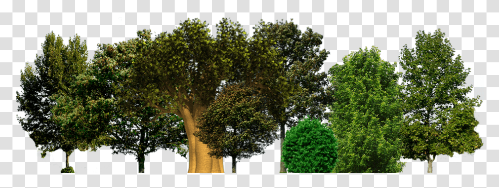 Save A Tree Arboles, Plant, Tree Trunk, Outdoors, Street Transparent Png