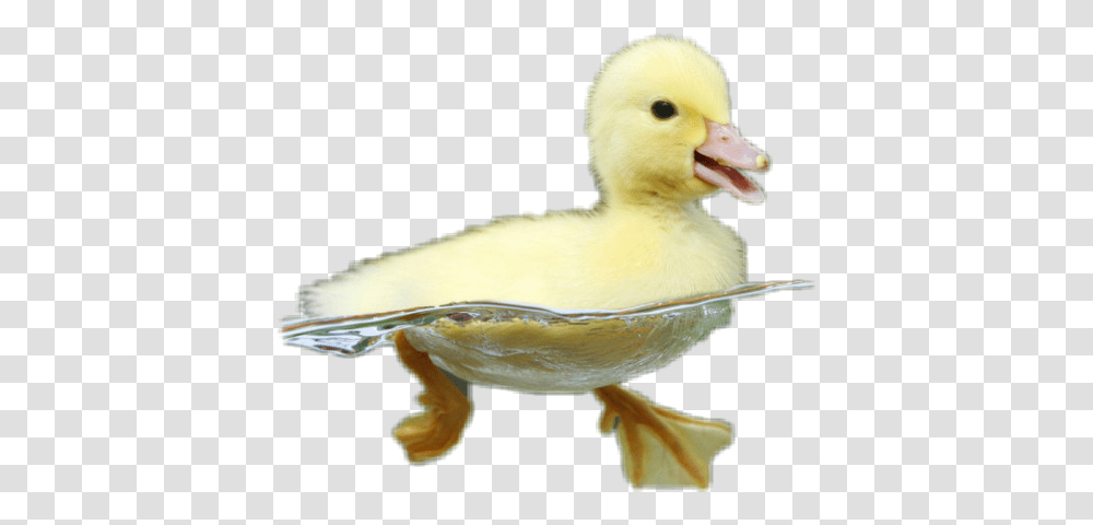 Save Ducks, Bird, Animal, Beak Transparent Png