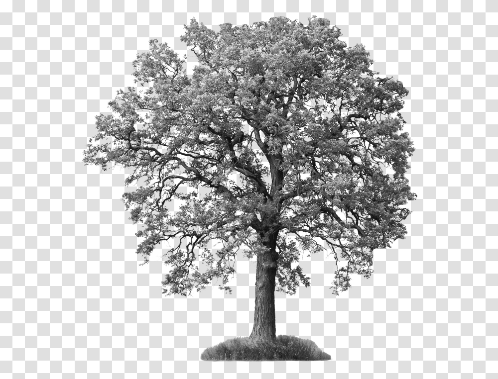 Save Our Ash Trees Tree With White Background, Plant, Potted Plant, Vase, Jar Transparent Png
