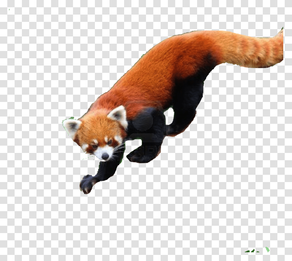 Save Red Panda Text Images Music Video Glogster Edu Red Panda Jumping, Animal, Mammal, Wildlife, Lesser Panda Transparent Png