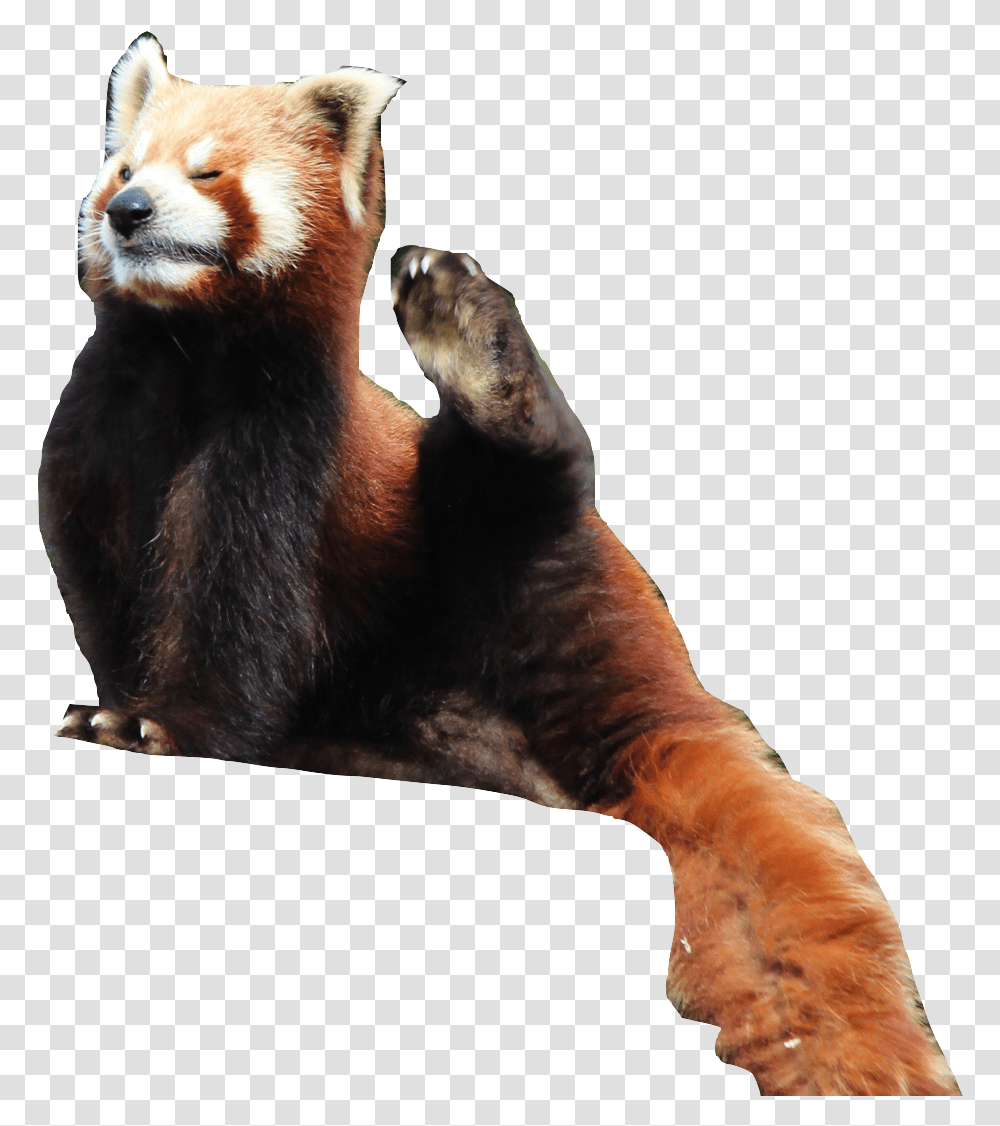 Save Red Panda Text Images Music Video Glogster Edu Red Panda, Mammal, Animal, Wildlife, Bear Transparent Png