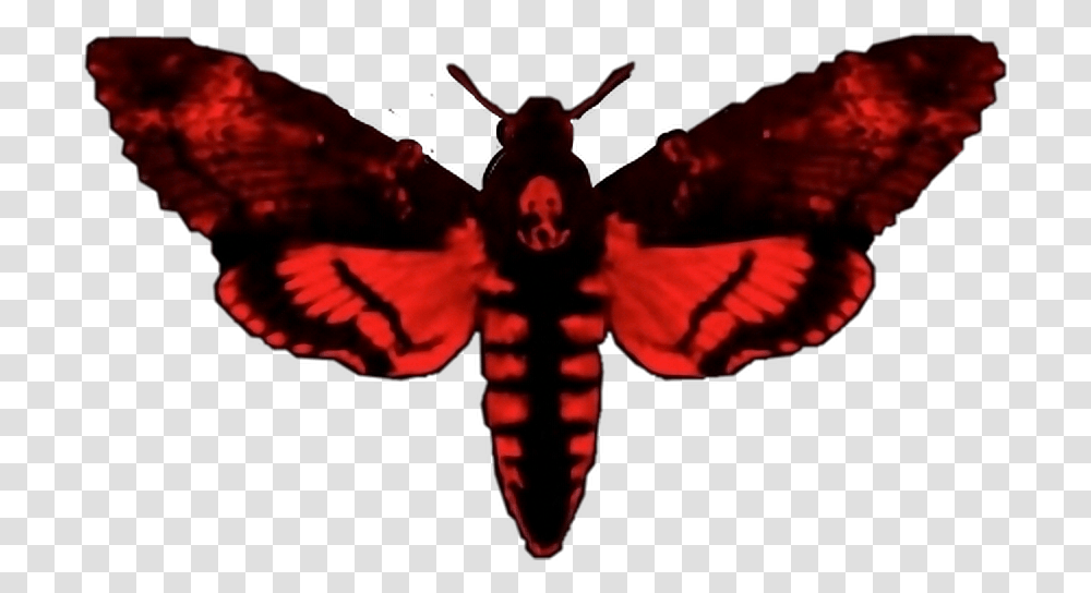 Save Share Edit Enjoy Freetoedit Am Not A Human Being Ii, Insect, Invertebrate, Animal, Butterfly Transparent Png