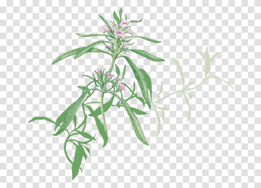 Savory, Plant, Flower, Blossom, Acanthaceae Transparent Png