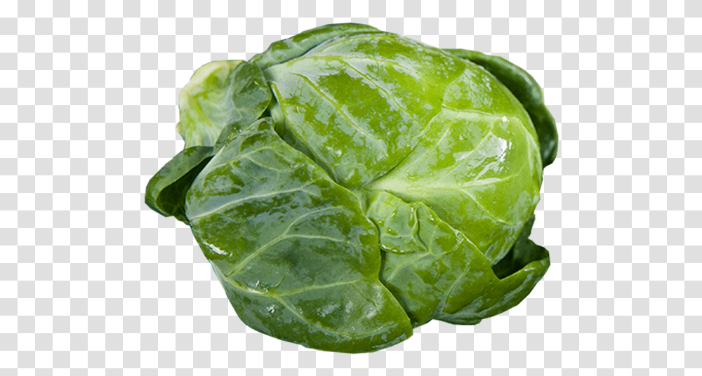 Savoy Cabbage Brussel Sprout Background, Plant, Vegetable, Food, Head Cabbage Transparent Png