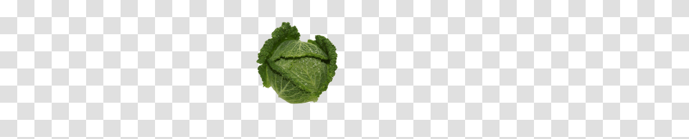 Savoy Cabbage, Plant, Head Cabbage, Produce, Vegetable Transparent Png