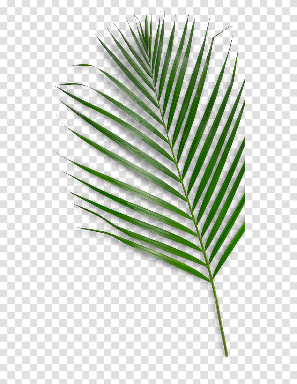 Saw Palmetto, Leaf, Plant, Veins, Green Transparent Png