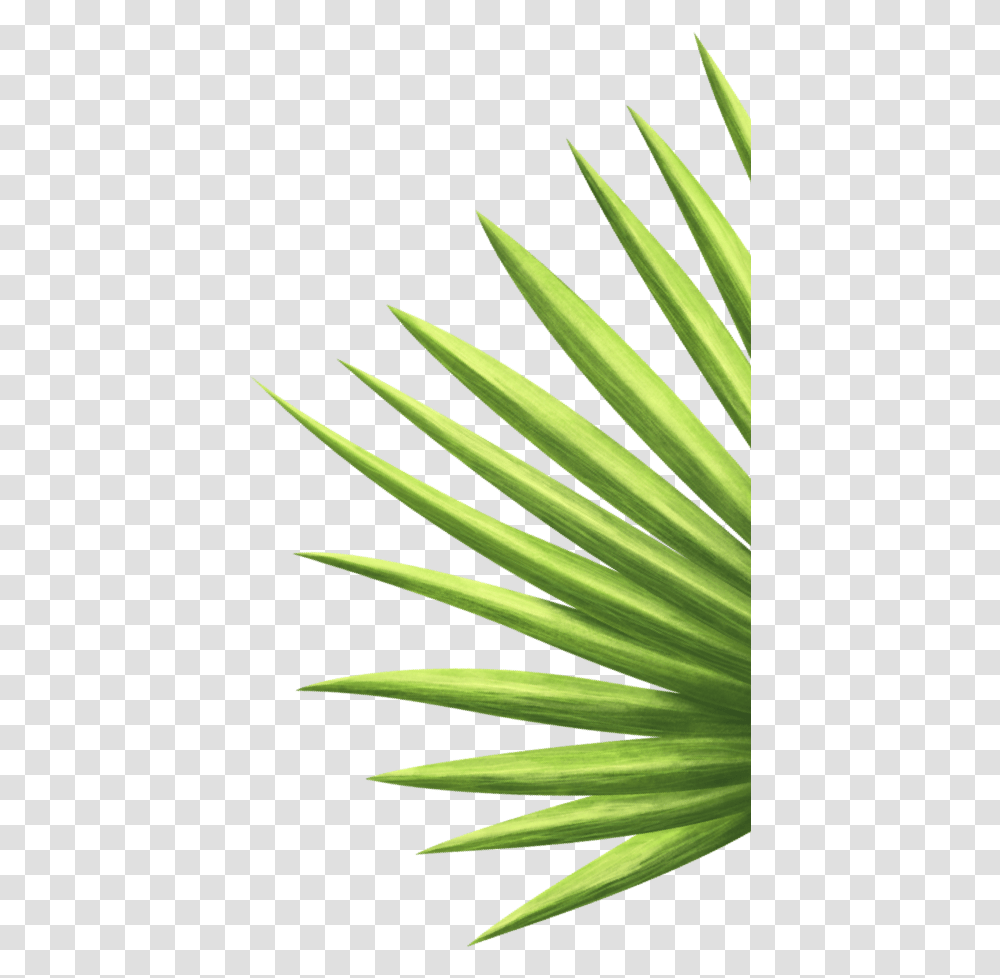 Saw Palmetto, Plant, Aloe, Agavaceae Transparent Png