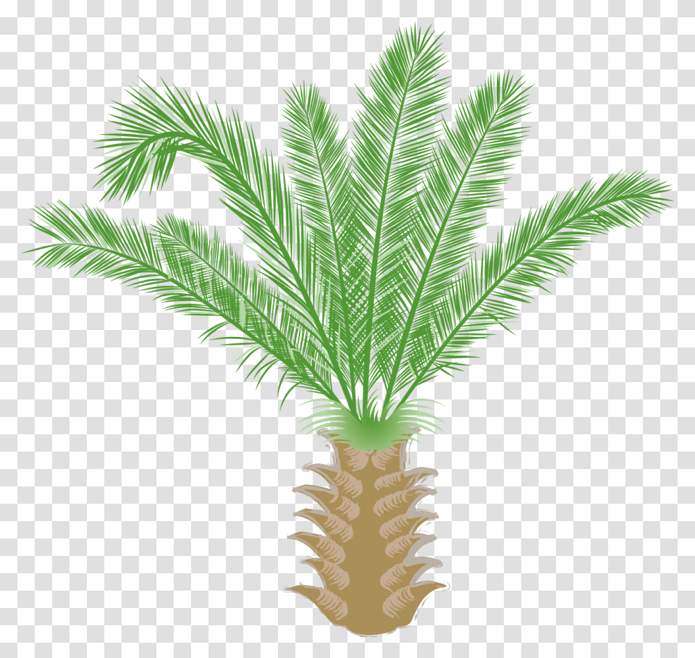 Saw Palmetto, Tree, Plant, Palm Tree, Arecaceae Transparent Png