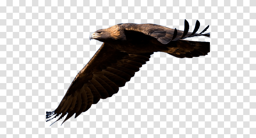 Saying Clipart Feather, Vulture, Bird, Animal, Eagle Transparent Png