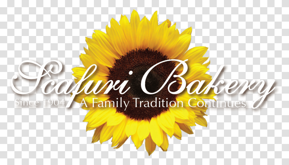 Scafuri Bakery Bunga Matahari, Plant, Sunflower, Blossom, Petal Transparent Png