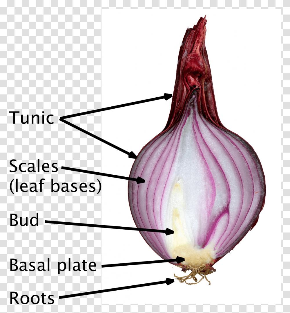Scale Leaves Of Onion, Plant, Shallot, Vegetable, Food Transparent Png