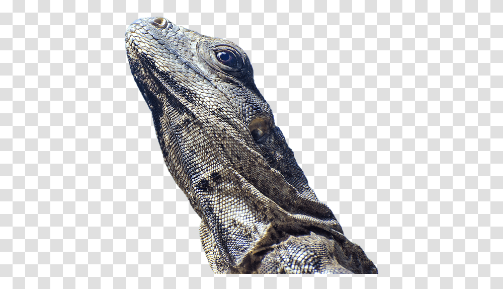 Scale Reptile Animal World Wrinkly Lizards, Iguana Transparent Png