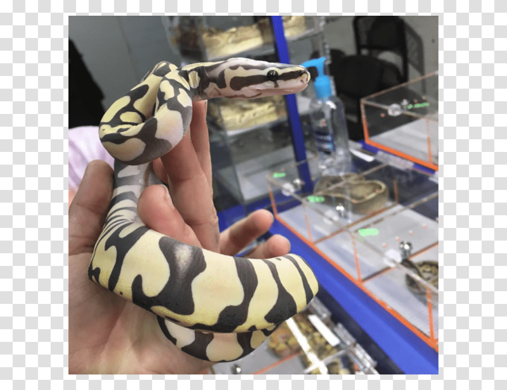 Scaleless Snake Scaleless Head Scaleless Ball Python Burmese Python, Person, Human, Hand, Arm Transparent Png