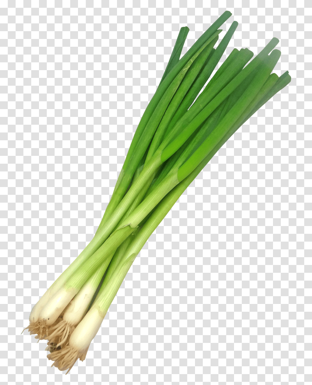 Scallion Scallions Ramp Free Picture Spring Onion, Plant, Produce, Food, Leek Transparent Png
