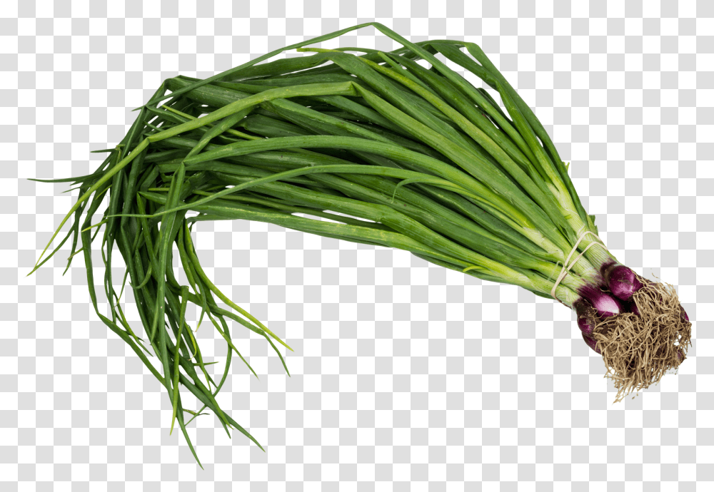 Scallion Spring Onion Image, Plant, Food, Vegetable, Produce Transparent Png