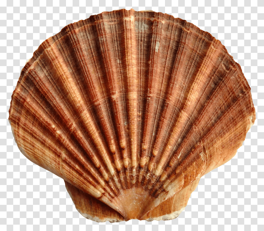 Scallop, Clam, Seashell, Invertebrate, Sea Life Transparent Png
