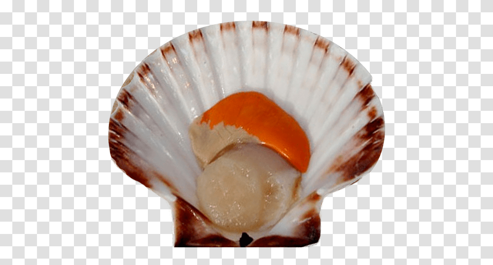 Scallop Images Scallop, Seashell, Invertebrate, Sea Life, Animal Transparent Png