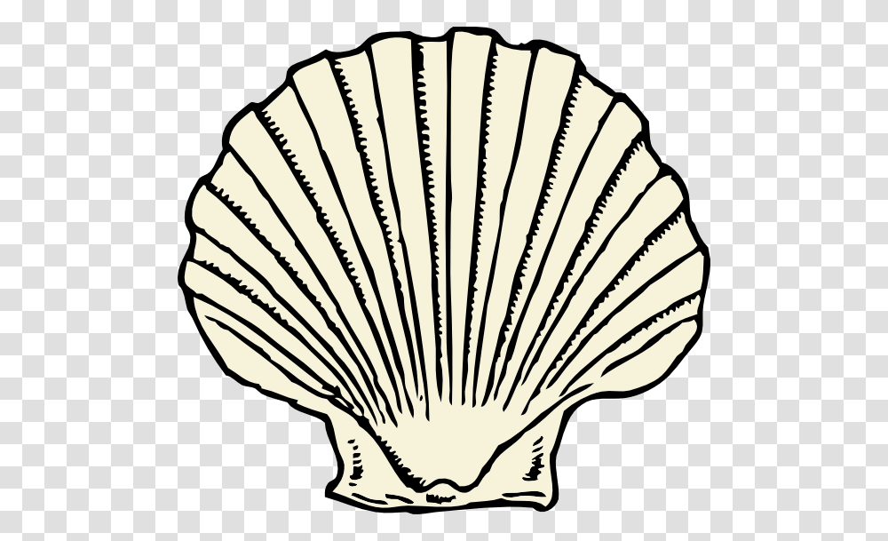 Scallop Shell, Clam, Seashell, Invertebrate, Sea Life Transparent Png