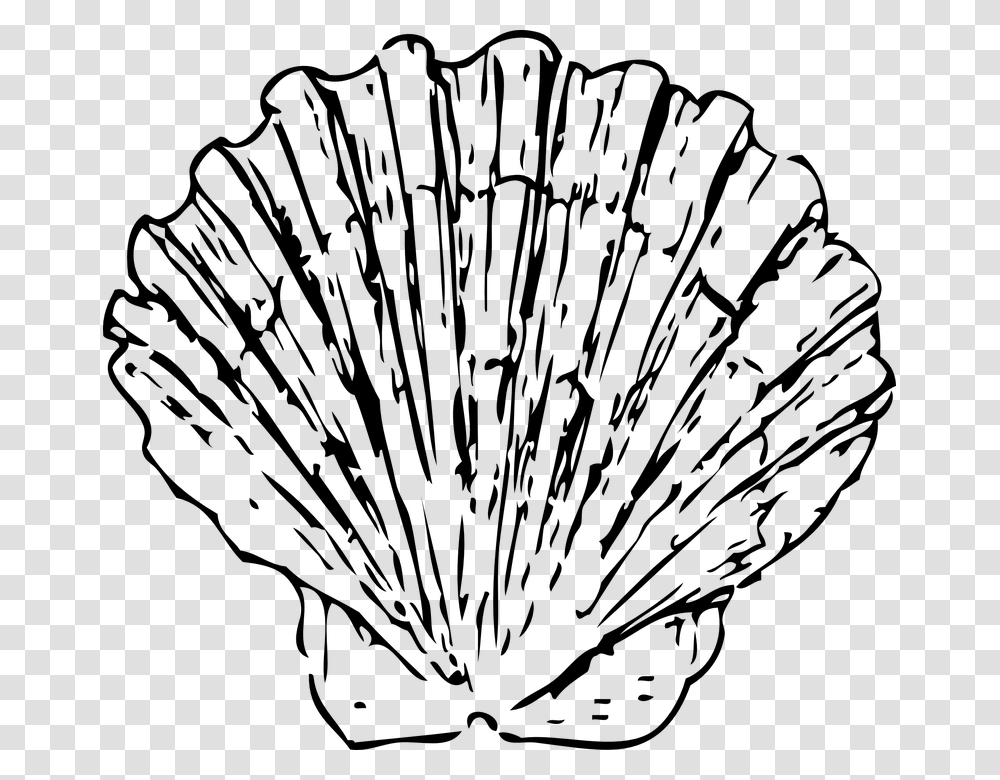 Scallop Shell Seashell Clam Marine Ocean Aquatic Scallop Black And White, Gray, World Of Warcraft Transparent Png