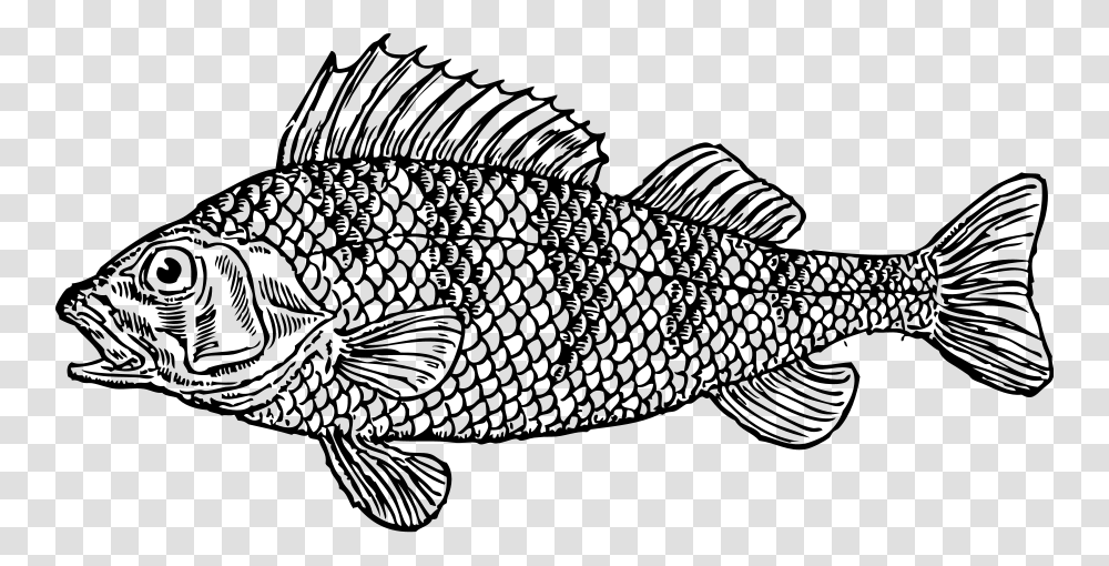 Scaly Fish Svg Clip Arts Fish Clipart Black And White, Gray, World Of Warcraft Transparent Png