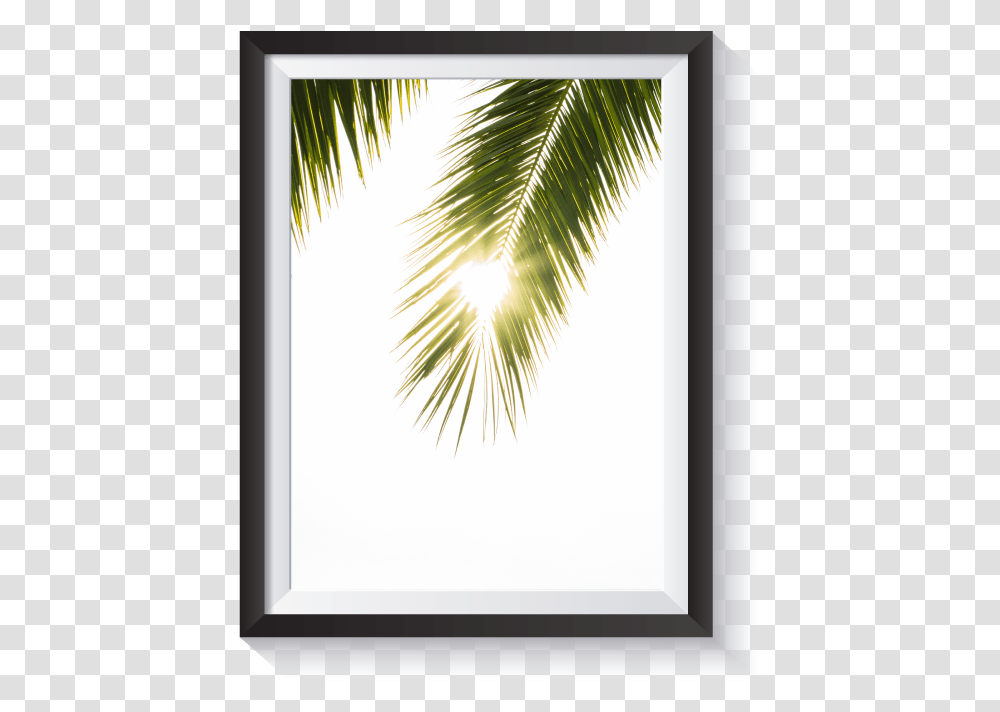 Scandi Light Leak Palm Frond Minimal Nordic Print Sabal Minor, Tree, Plant, Nature, Sunlight Transparent Png