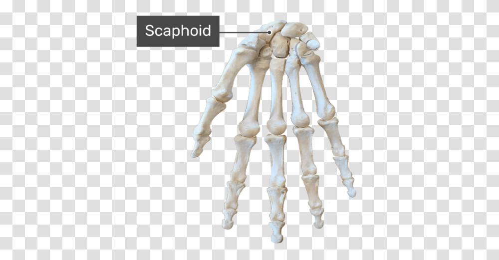 Scaphoid Bone Hand Skeleton Diagram No Labels, Dog, Pet, Canine, Animal Transparent Png
