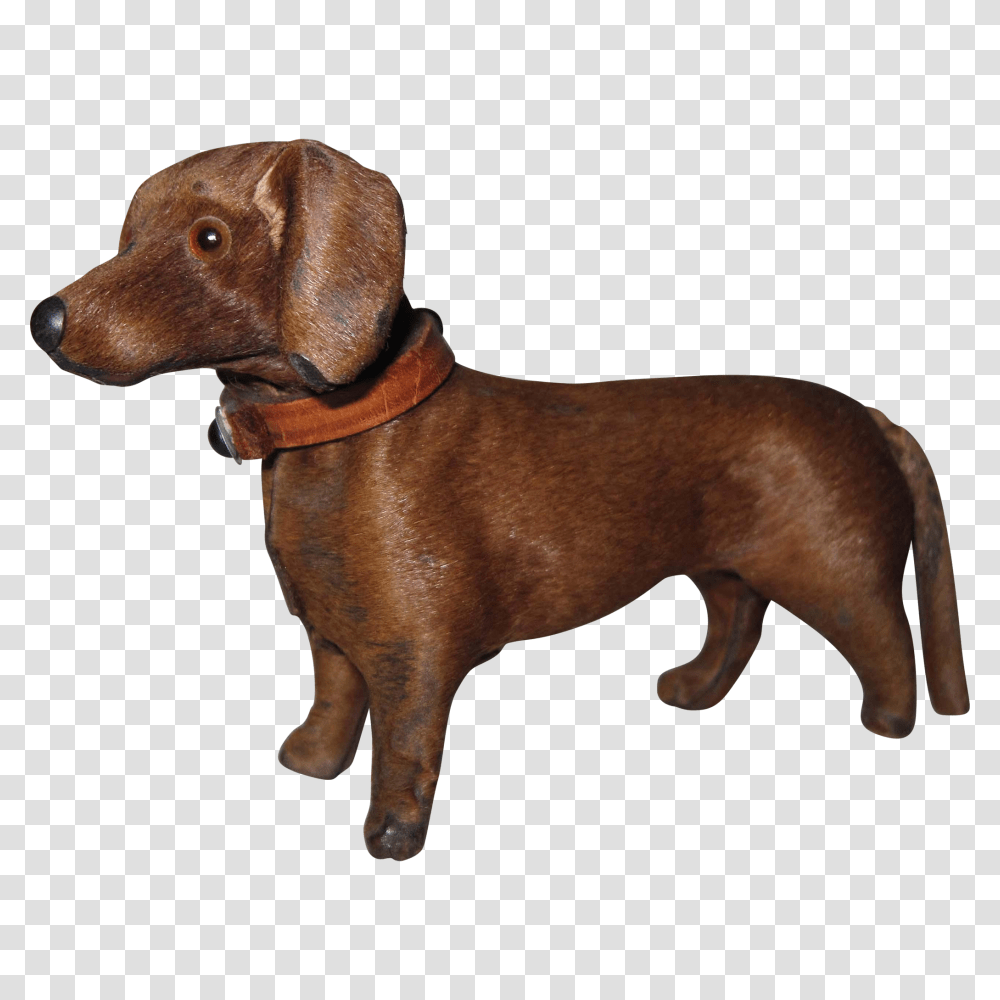 Scarce Miniature Dachshund Dog Original Leather Collar Fashion, Pet, Canine, Animal, Mammal Transparent Png