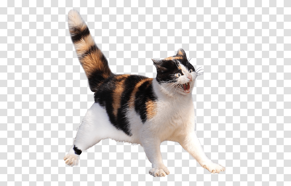 Scared Cat Background Spottedleaf Real Life Warrior Cats, Manx, Pet, Mammal, Animal Transparent Png