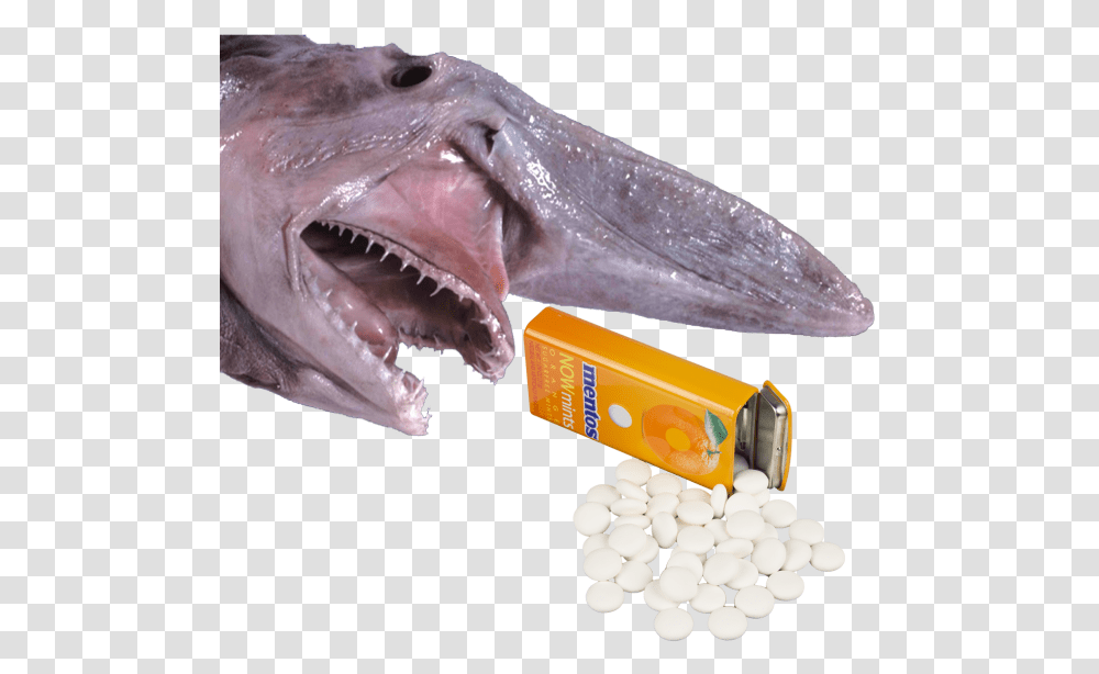 Scariest Ocean Animals In World, Shark, Sea Life, Fish, Medication Transparent Png