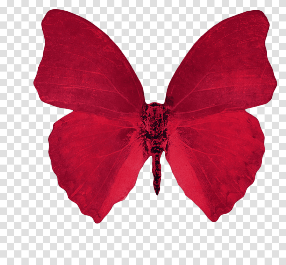 Scarlet Butterfly Image Red Aesthetic Background, Petal, Flower, Plant, Insect Transparent Png