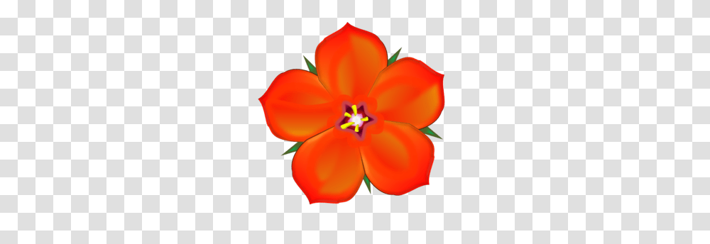 Scarlet Flower Clipart, Plant, Petal, Blossom, Hibiscus Transparent Png