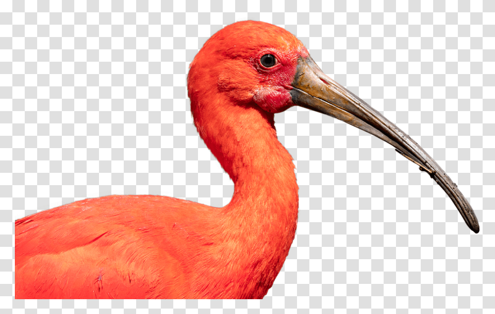 Scarlet Ibis Bird Nature Crane Beak Ibis Wildlife Scarlet Ibis, Animal, Flamingo Transparent Png