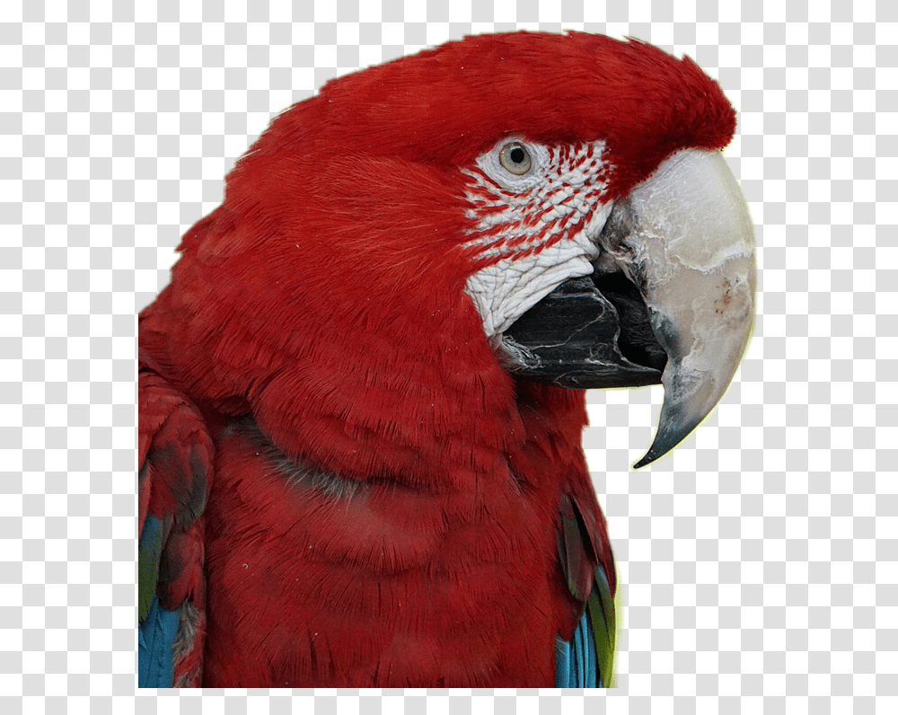 Scarlet Macaw Parrot Birds Pets Stickers Red Macaw Parrots, Animal, Chicken, Poultry, Fowl Transparent Png