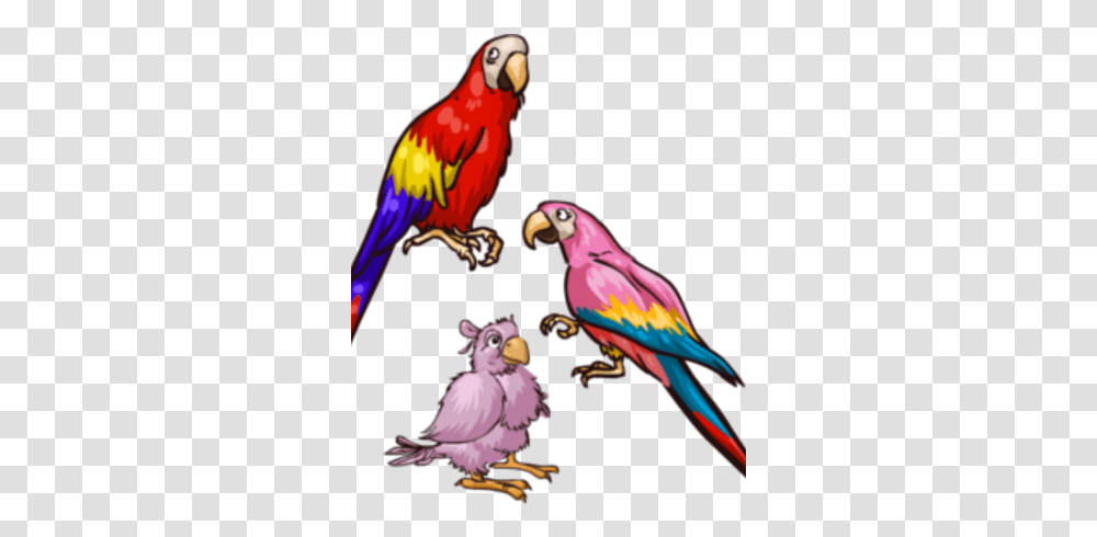 Scarlet Macaw Parrots, Bird, Animal, Person, Human Transparent Png