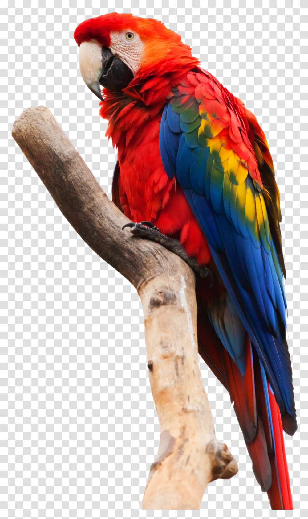 Scarlet Macaw White Background Transparent Png
